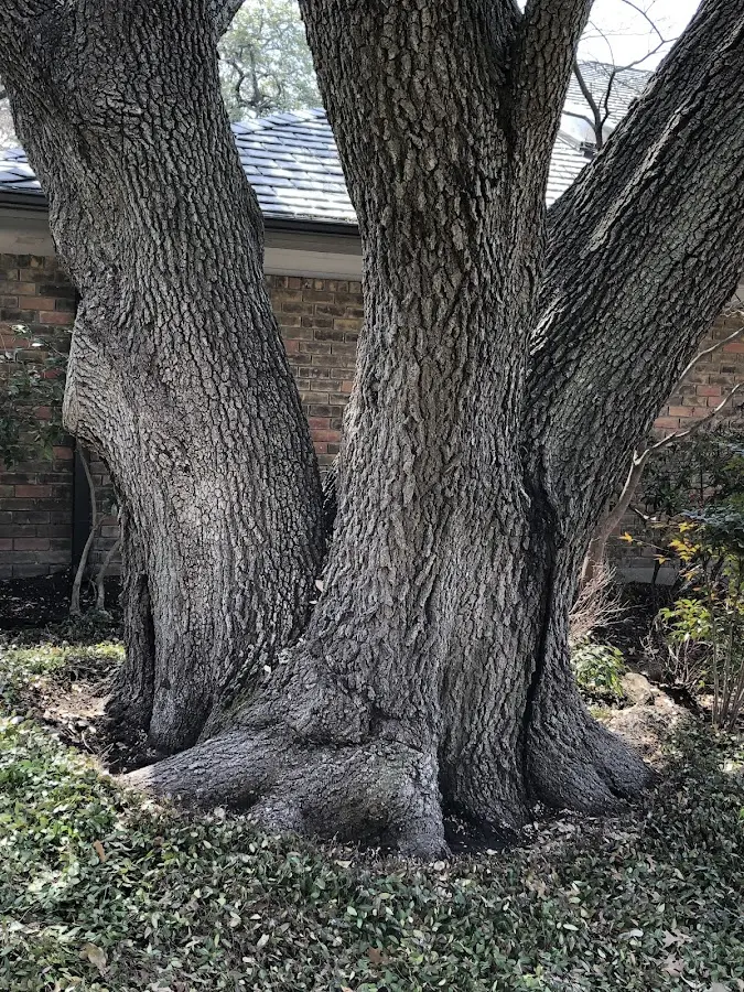 Mature heritage tree close to a Spanaway property cared for by certified arborists